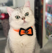 Halloween Pet Jewelry Hat Headgear