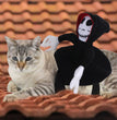 NEW Funny Pet Halloween Costume Halloween Pet Decoration Dress Up Pet Cosplay Costume Halloween Pet Clothes Spider Pumpkin Vest