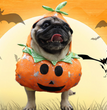 Fashion Personality Pet Halloween 3D Pumpkin Dress