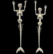 Halloween Skull Fish-skeleton Hanger Fixed Posture Simulation Chamber Props