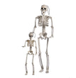 Halloween Plastic Skull Skeleton Model Scene Arrangement