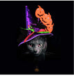 Dogs Cats Halloween Hats Pumpkin Headgear