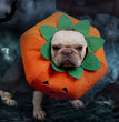 Pet Halloween Pumpkin Collars Cute Pet Cosplay Accessories