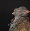 Werewolf Costume Party Mask Halloween Simulation Animal Rotate Headwear Costume Wolf Face Masks Cosplay