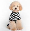 Skull Dog Halloween Sweater Pet Supplies