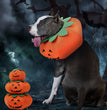 Pet Halloween Pumpkin Collars Cute Pet Cosplay Accessories