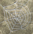 Halloween Decoration Spider Plush Spider Web