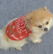 Dog Christmas vest