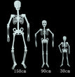 Luminous Skeleton Halloween Skeleton Event Props