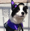 Pet Halloween Wizard Dressup Decoration Set