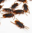 Halloween Simulation Cockroach Tidy Funny Disgusting Scary Toys