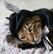 Halloween Super Cute Bat Little Wing Hooded Cloak