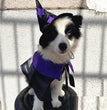 Pet Halloween Wizard Dressup Decoration Set