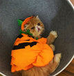 Halloween Weird Pumpkin Shape Transformation Clothes