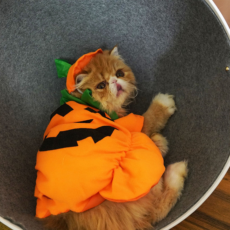 Halloween Weird Pumpkin Shape Transformation Clothes
