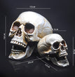 Skull Decor Prop Skeleton Head Plastic  Model Halloween