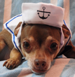 Funny Pet Cat Costumes Cat Dog Rabbit Clothes Clothing For Halloween Cosplay Navy Sailor Costumes Jacket Coat Dog Accessories