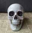 Halloween Decoration Artificial Skull
