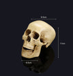 Halloween skull model