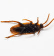 Halloween Simulation Cockroach Tidy Funny Disgusting Scary Toys