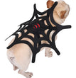 Halloween Cat Dog Spider Web Makeover