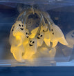 Halloween Decoration LED Ghost Light String