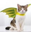 Halloween Pet Dinosaur Wings Makeover
