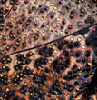 Rhinestone Tights Performance Costumes