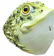 Halloween Animal Headgear Latex Golden Toad Mask