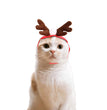 Cute Dog Cat Costume Christmas Cloak Halloween Disguise Cat