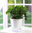 3 Packs 7" Large Clear Self-Watering Planters African Violet Pots Plastic Plant Pots Wicking Flower Pots for Indoor Plants, Herbs, African Violet, Ocean Spider Plant, Orchid Pot, Clear and White