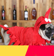 Halloween clothes red Aussie dragon pet clothes