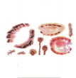 Makeup Stickers Tattoo Water Transfer For Halloween