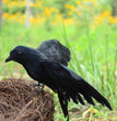 Halloween Dee's Artificial Crow