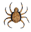 Pet Spiders Change Costumes