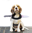 Halloween funny pet clothes