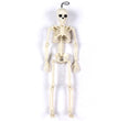 Halloween Skull Skeleton Simulation Body Plastic Decoration Props