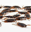 Halloween Simulation Cockroach Tidy Funny Disgusting Scary Toys