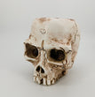 New Halloween Skull Resin Planter Ornament