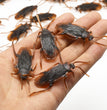 Halloween Simulation Cockroach Tidy Funny Disgusting Scary Toys
