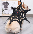 Halloween Cat Dog Spider Web Makeover