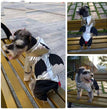 Halloween Funny Bat Silver Pet Cotton Coat