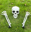 Halloween Simulation Human Plastic Skull Skeleton