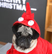 Halloween clothes red Aussie dragon pet clothes