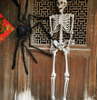 Halloween Plastic Skeleton Skeleton Simulation Human Body