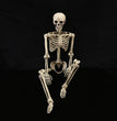 Halloween Skull Fish-skeleton Hanger 80cm Simulation