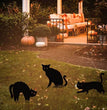 Garden Ornaments Halloween Decorations Black Cat Silhouette