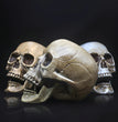 Skull Decor Prop Skeleton Head Plastic  Model Halloween