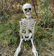 Halloween Plastic Skeleton Skeleton Simulation Human Body
