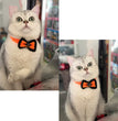Halloween Pet Jewelry Hat Headgear
